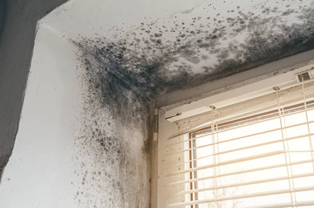 Affordable Mold Removal solutions in Marsteller, PA